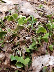 Oxalis