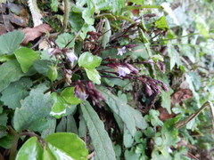Staurogyne concinnula