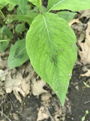 Persicaria
