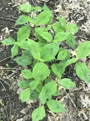 Persicaria
