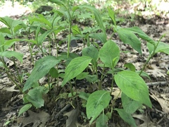 Persicaria