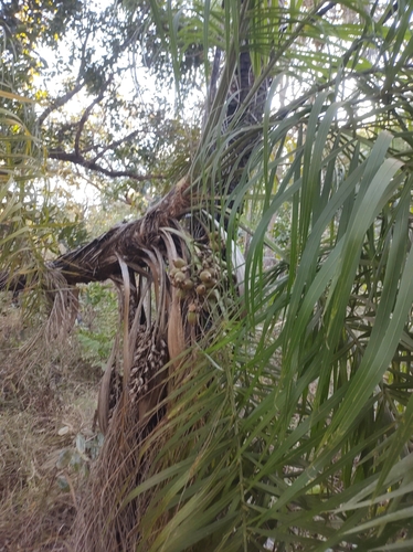 Foto de Syagrus flexuosa