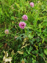 Trifolium pratense