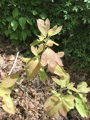 Sassafras albidum
