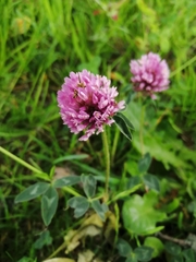 Trifolium pratense