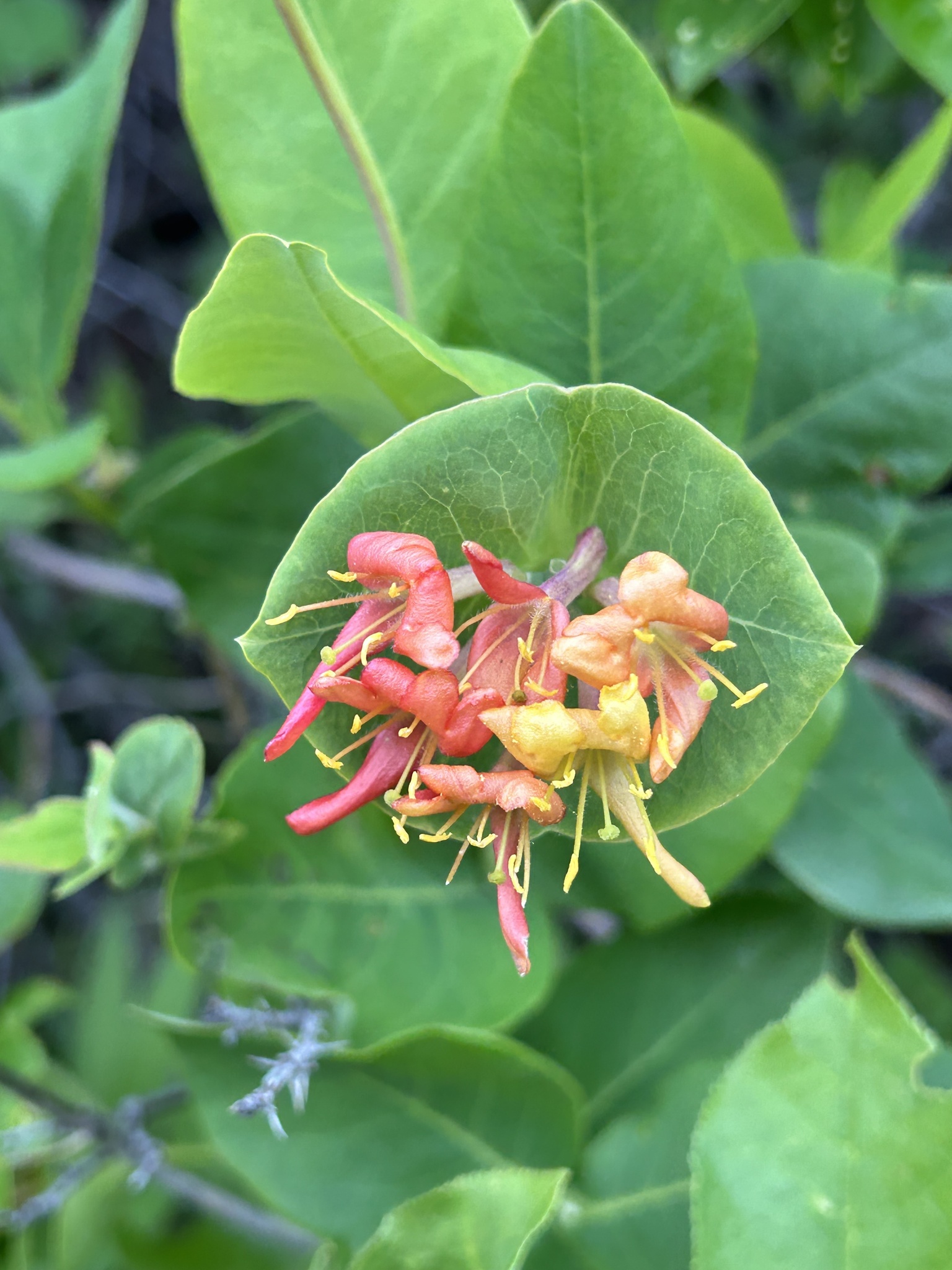 philodendron gloriosum dehner Philodendron Gloriosum (Creeping Velvet Philodendron) – Nature's Gems