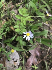 Astranthium ciliatum