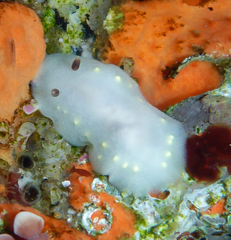 Cadlina flavomaculata