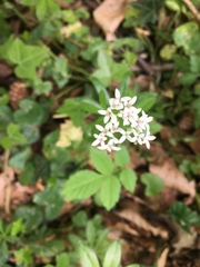 Galium odoratum