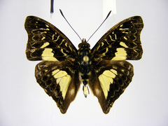 Euptera schultzei