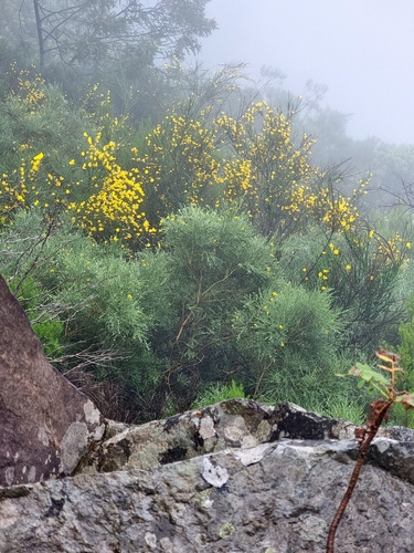 Image of Genista tenera by (c) Vítor Jorge, some rights reserved (CC BY)