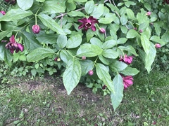 Calycanthus