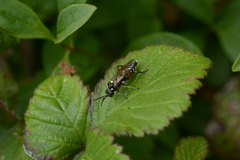 Macrophya punctumalbum