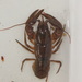 Cambarus angularis - Photo (c) Luke Armstrong, algunos derechos reservados (CC BY-NC), subido por Luke Armstrong