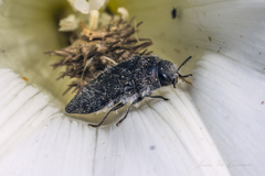Acmaeodera cylindrica