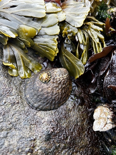 Owl Limpet, North Pacific Ocean, CA, US, photo 8 of 10