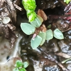 Jewel Orchid (Raddiella)