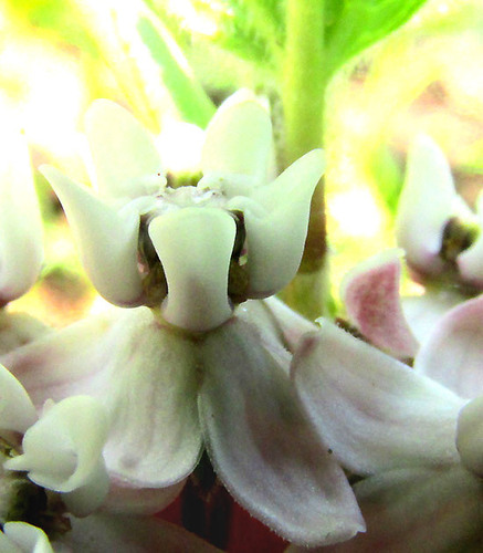 Asclepias jorgeana (Asclepias jorgeana)