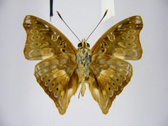 Euptera schultzei