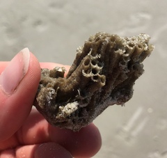 Phragmatopoma caudata