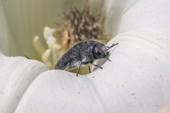 Acmaeodera cylindrica