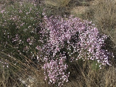 Penstemon ambiguus