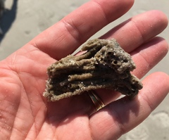 Phragmatopoma caudata