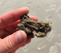 Phragmatopoma caudata