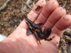 Desmognathus brimleyorum