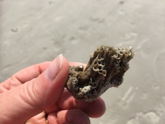 Phragmatopoma caudata