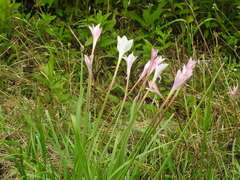Zephyranthes chlorosolen