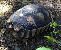 Testudo marginata