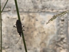 Dicranocephalus marginicollis