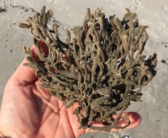 Clathria prolifera