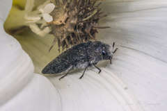 Acmaeodera cylindrica
