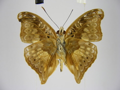 Euptera schultzei