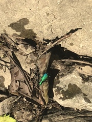 Cicindela sexguttata