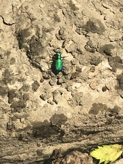 Cicindela sexguttata