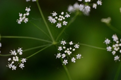 Perideridia americana