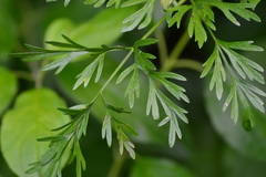 Perideridia americana