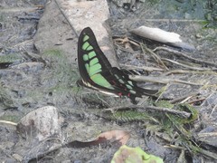 Graphium cloanthus