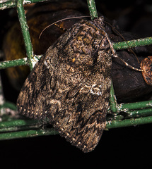 Catocala umbrosa