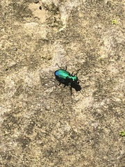 Cicindela sexguttata