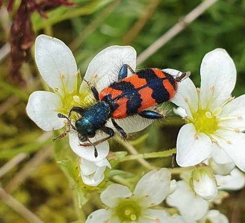 Bee-eating Beetle (Trichodes alvearius) photo 3
