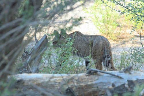 iNaturalist observation 2024-06-06
