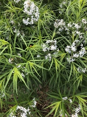 Amsonia tabernaemontana
