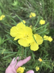 Oenothera serrulata