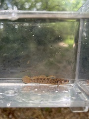 Striated Darter photo 1