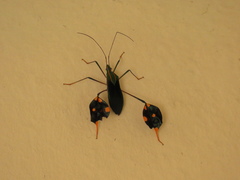 Diactor bilineatus