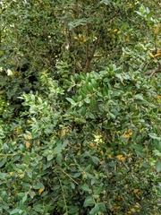 Buxus sempervirens